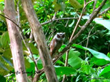 Pacific Screech Owl